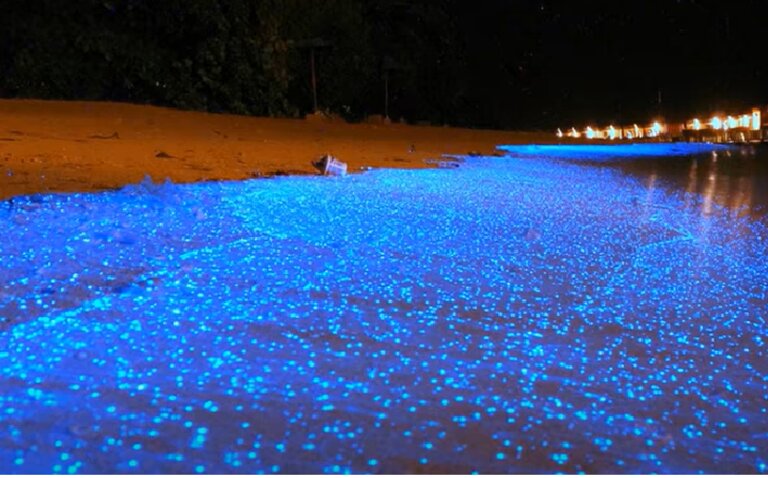 Connaissez vous Les Larmes Bleues Et Les Mar es Rouges De Hong Kong Connaissez vous Les Larmes Bleues Et Les Mar es Rouges De Hong Kong